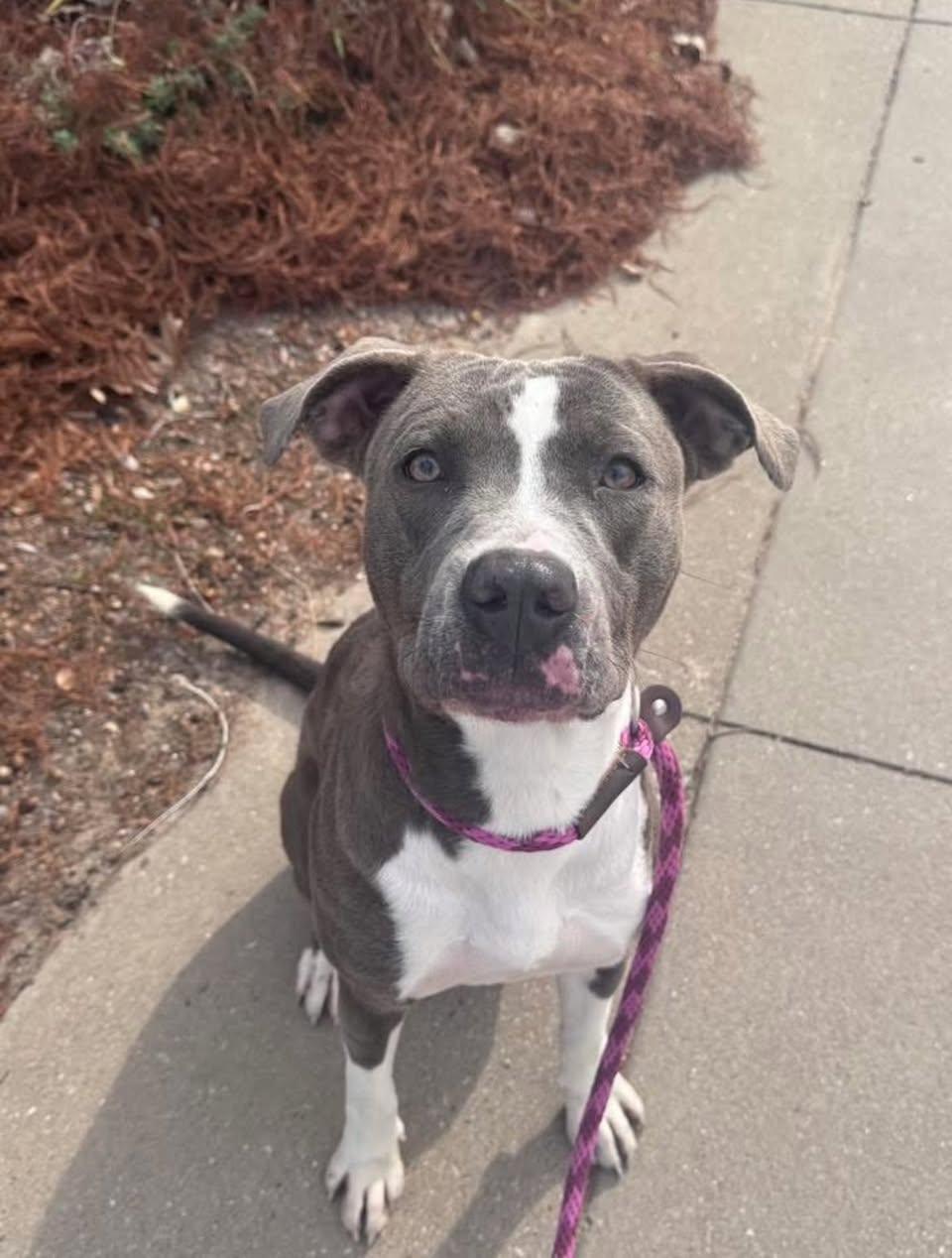 Enlarge Calypso, a Adoptable Pit Bull Terrier in Rowlett, TX image 1/3