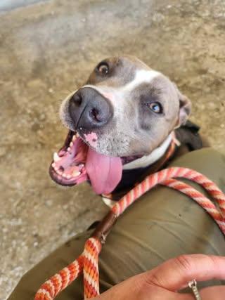 Enlarge Calypso, a Adoptable Pit Bull Terrier in Rowlett, TX image 2/3