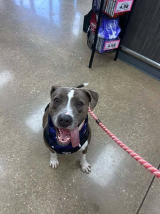Enlarge Calypso, a Adoptable Pit Bull Terrier in Rowlett, TX image 3/3