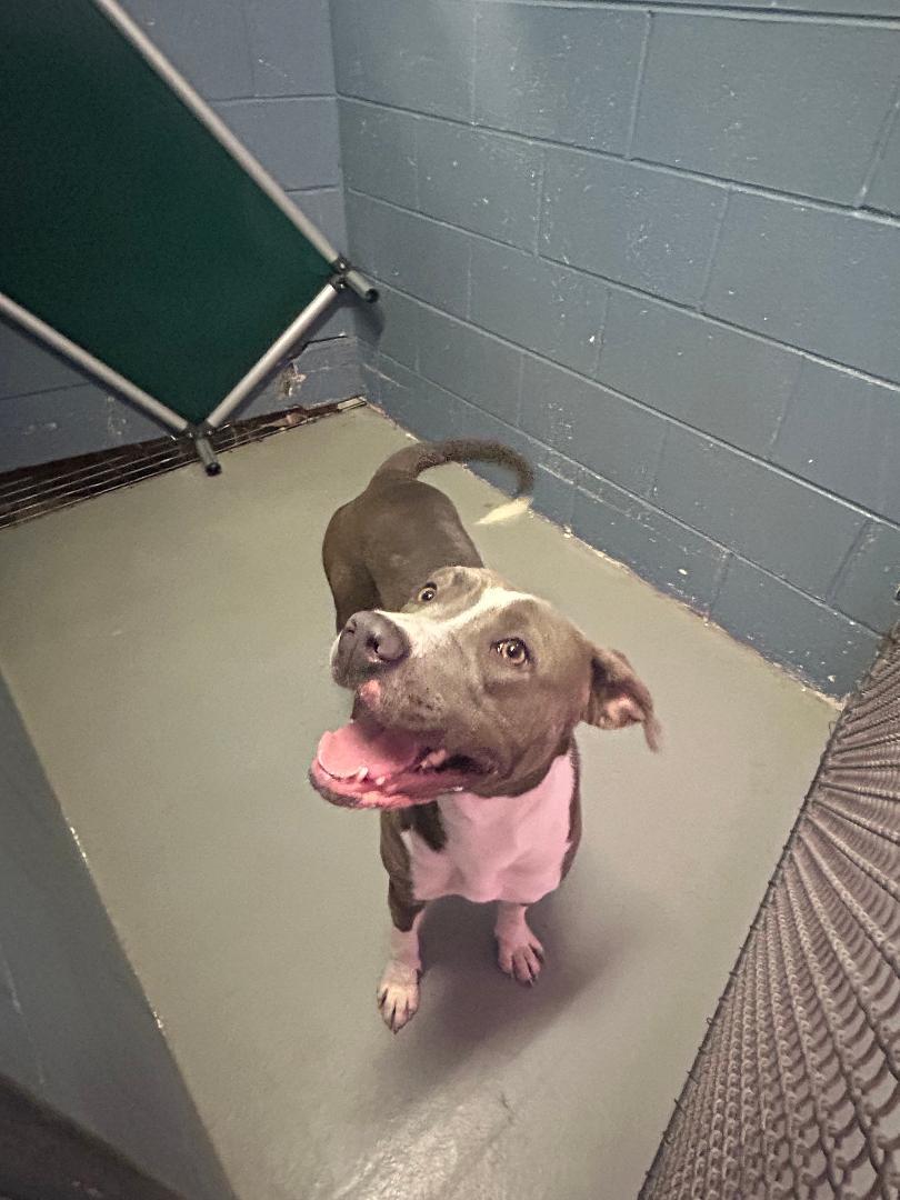 Enlarge Calypso, a Adoptable Pit Bull Terrier in Rowlett, TX image 3/3