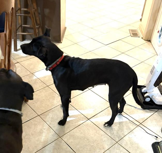 Enlarge Onyx, a Adoptable mixed breed in North Augusta, SC image 3/3