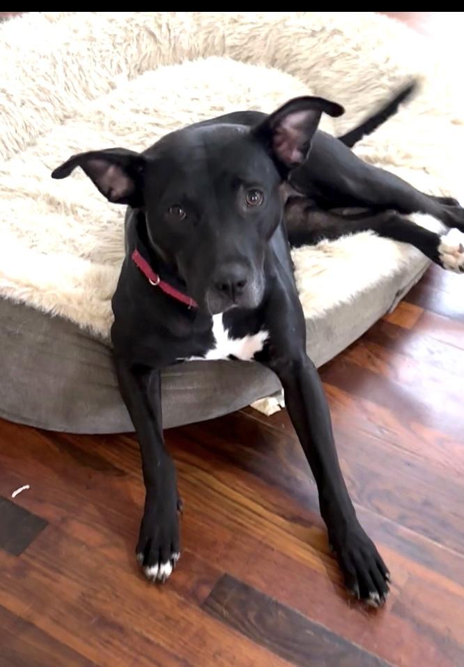 Onyx, Adoptable, Adult Female Terrier.