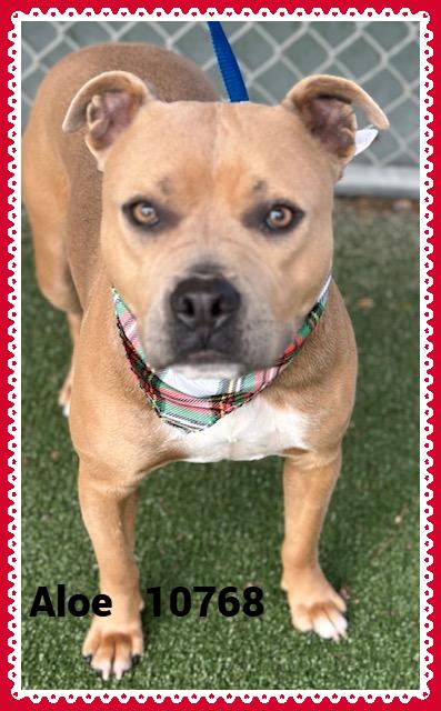 ALOE/CHELSEA, an adoptable mixed breed in Marietta, GA image 4/4