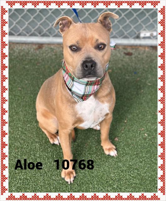 ALOE/CHELSEA, adoptable, Young Female Pit Bull Terrier.
