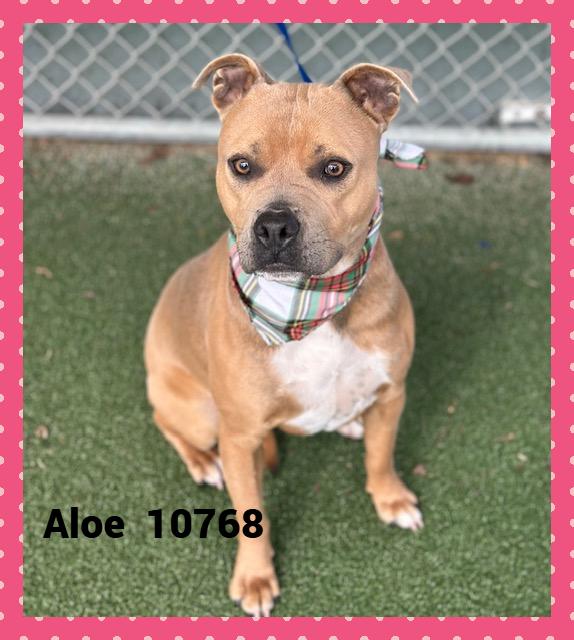 ALOE/CHELSEA, an adoptable mixed breed in Marietta, GA image 2/4