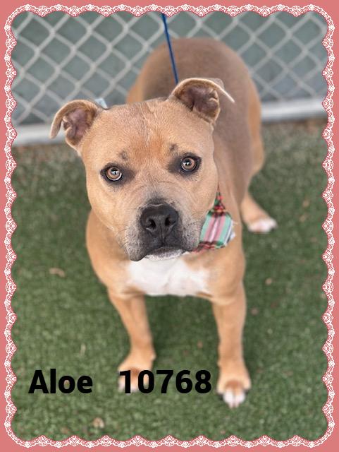 ALOE/CHELSEA, an adoptable mixed breed in Marietta, GA image 3/4