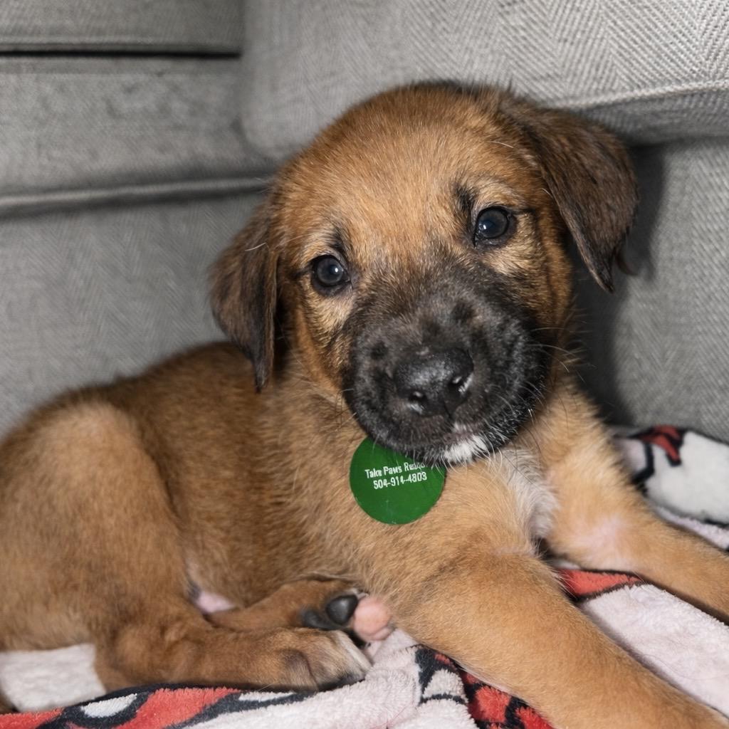 Reggie — thumbnail 2