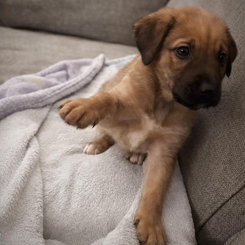 Reggie — thumbnail 4