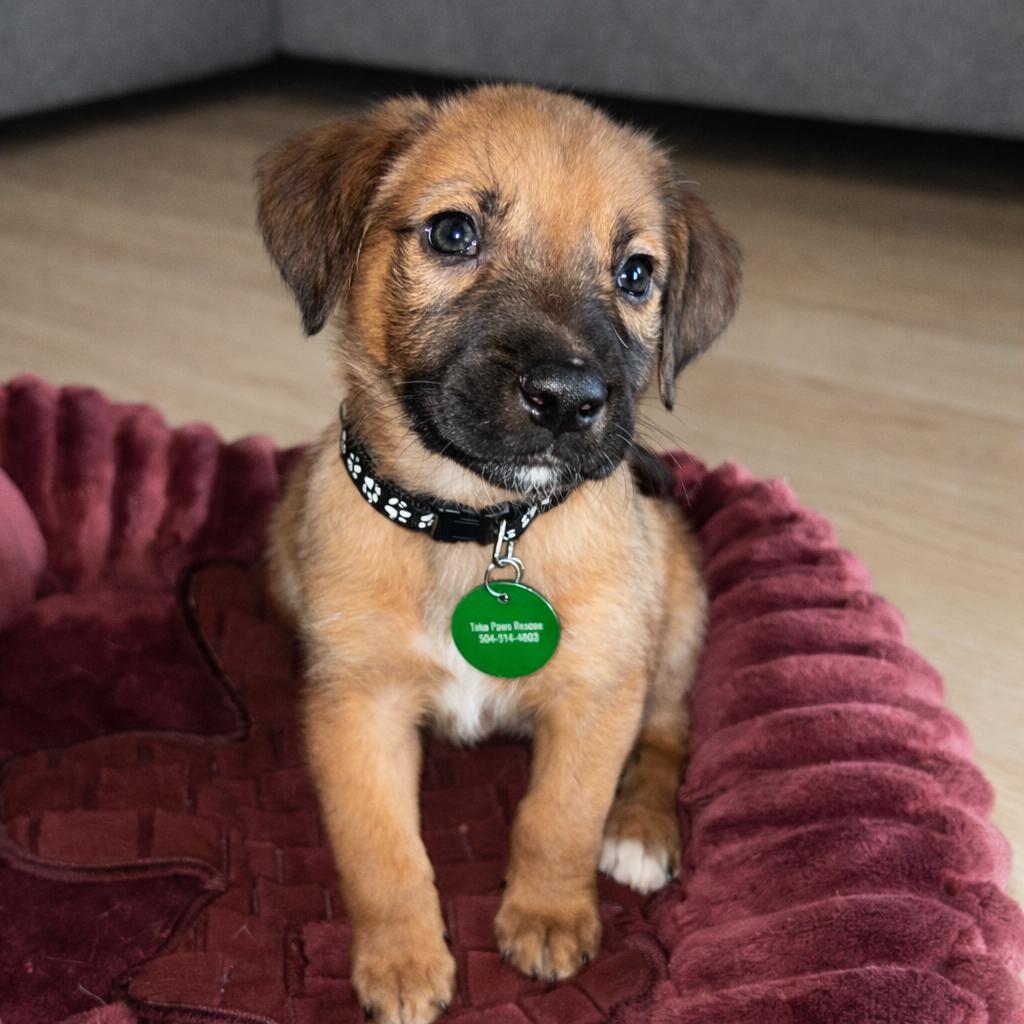 Reggie — thumbnail 6