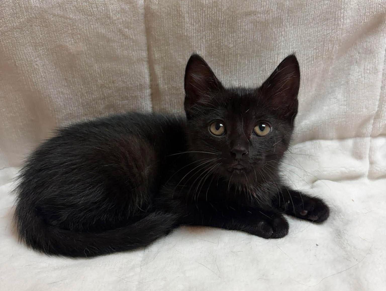 Chrysler, an adopted mixed breed in Maryville, MO image 2/2