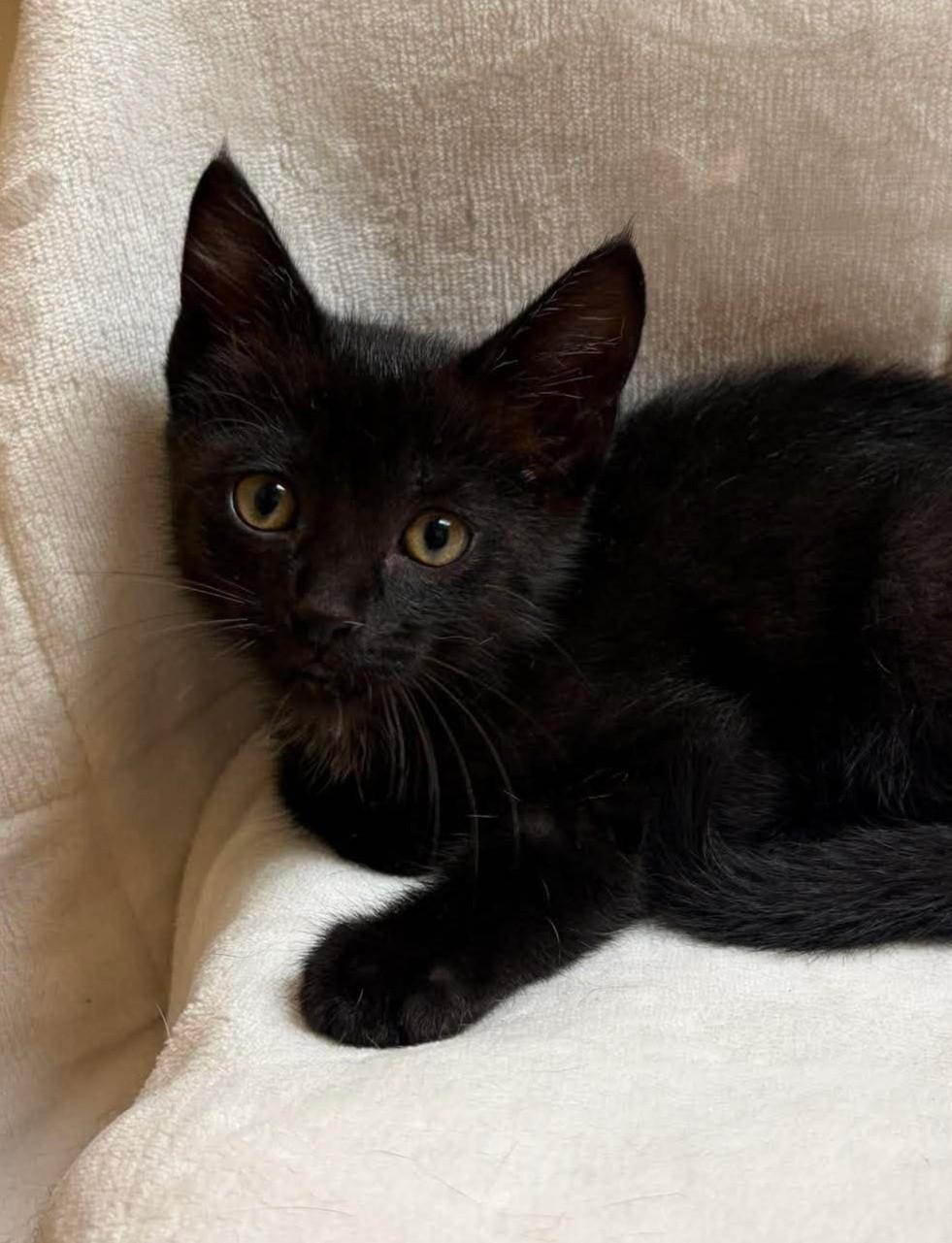 Chrysler, adopted, Kitten Male Domestic Short Hair.