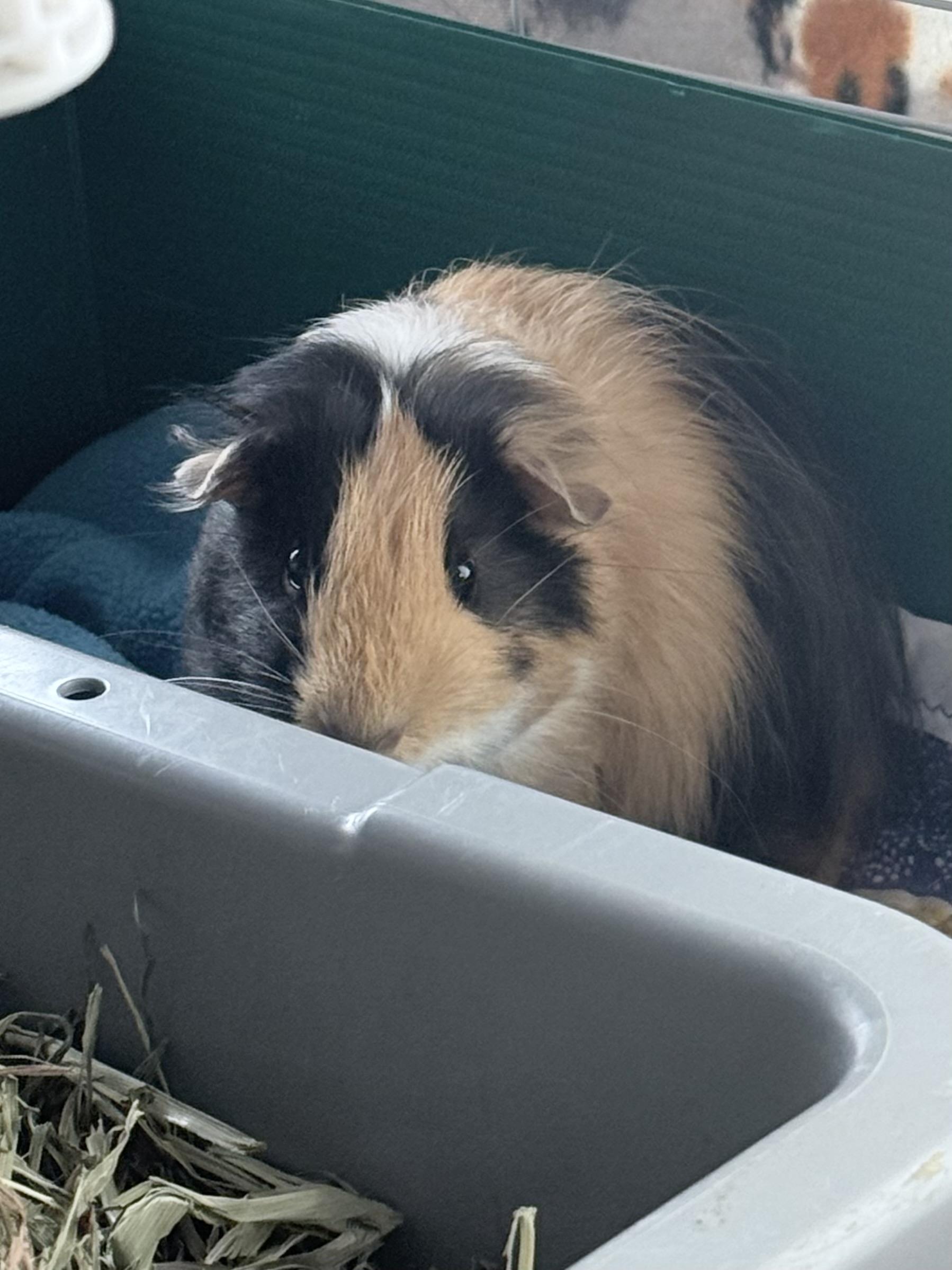 Kuzco (Bonded with Pacha), a ADOPTABLE Peruvian in Frederick, MD image 3/4