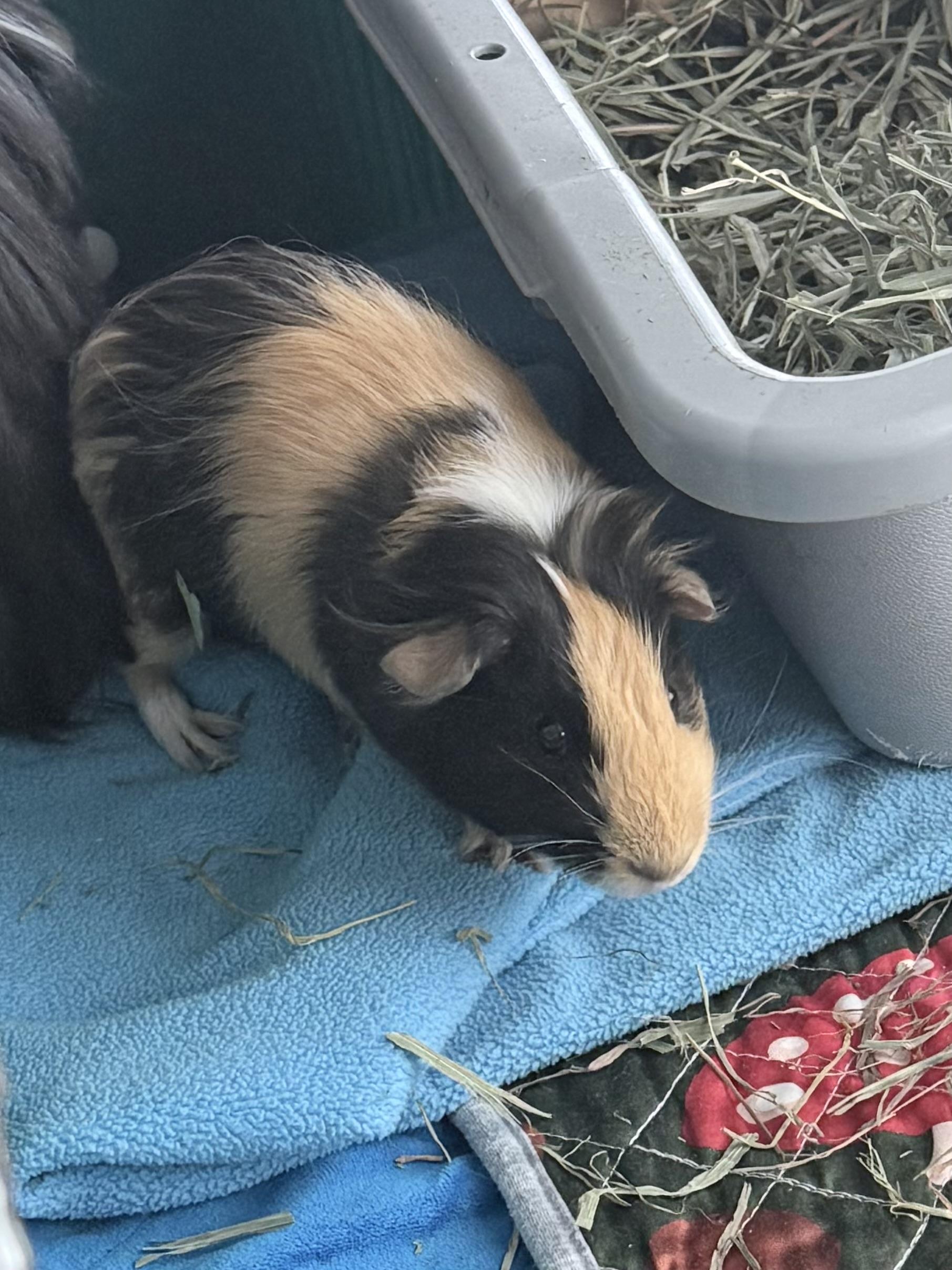Kuzco (Bonded with Pacha), a ADOPTABLE Peruvian in Frederick, MD image 2/4
