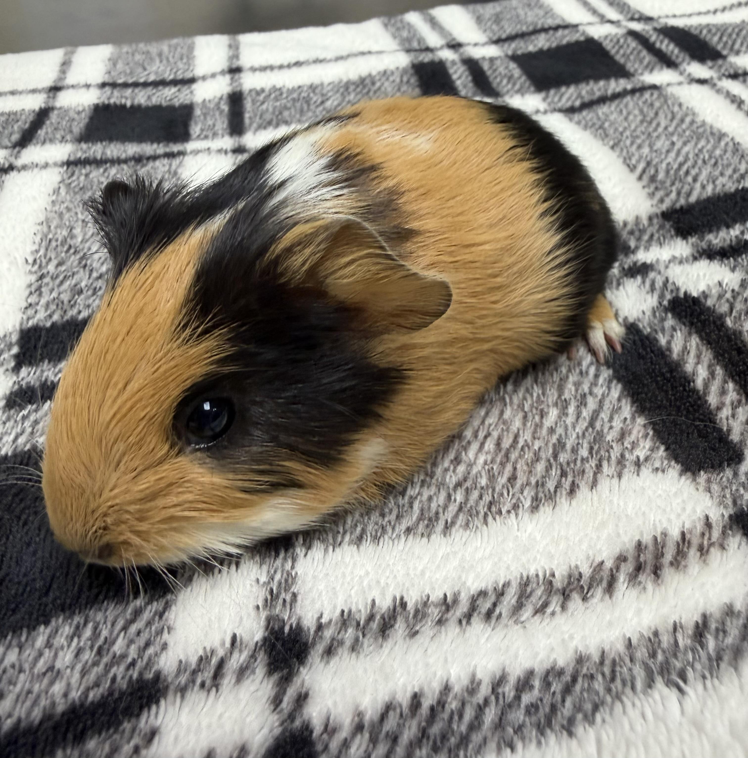 Kuzco (Bonded with Pacha), ADOPTABLE, Young Male Peruvian.