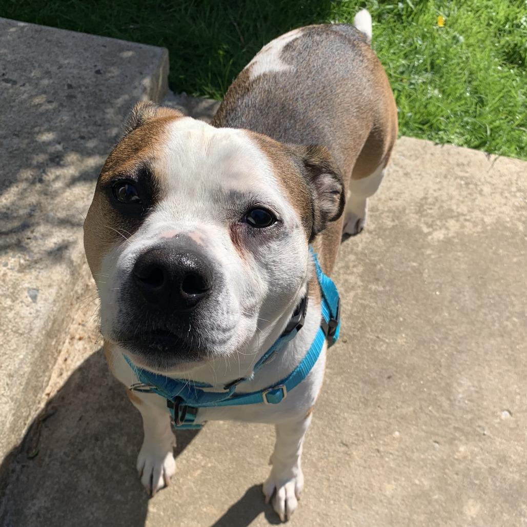 Shine, Adoptable, Adult Male Pit Bull Terrier & Beagle.