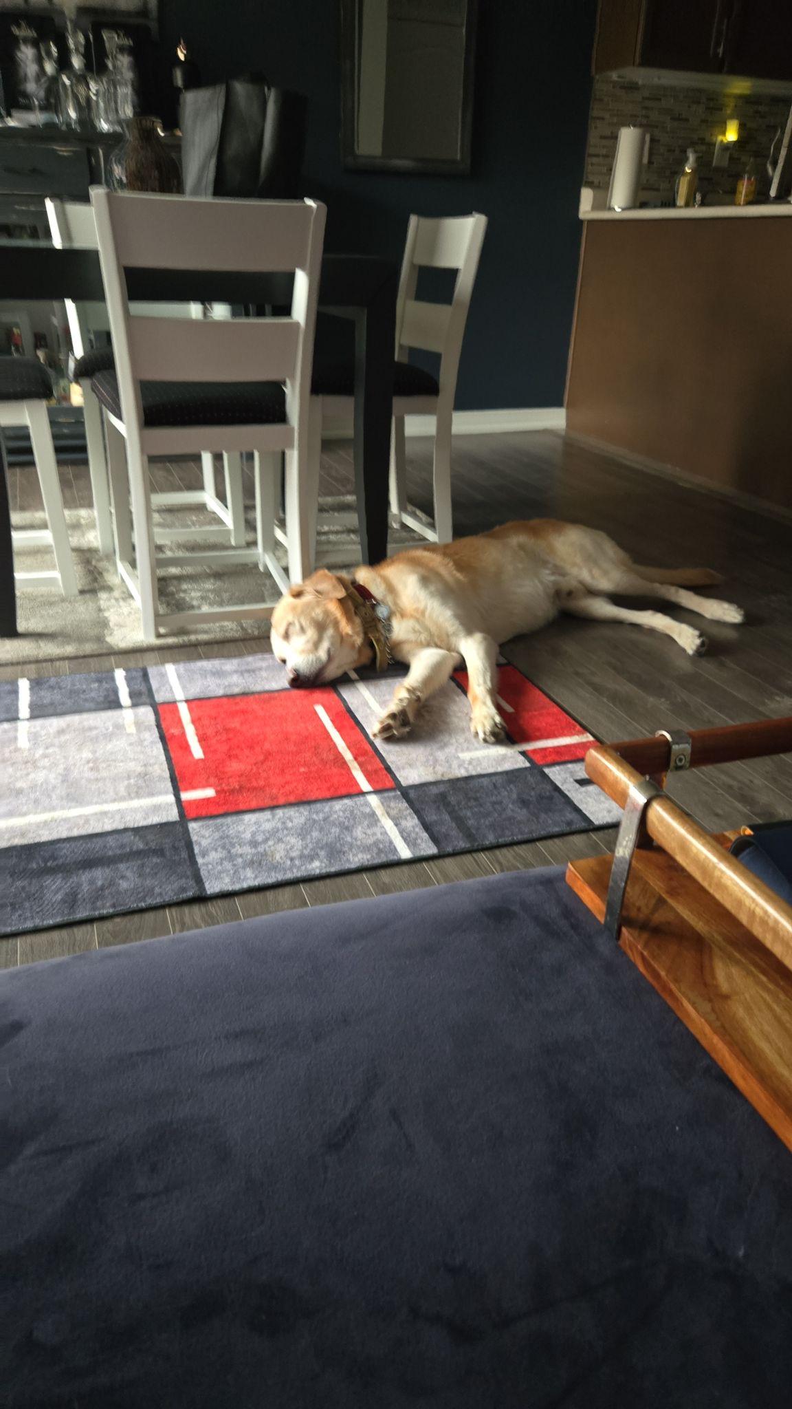 Enlarge Frosty, an adoptable Labrador Retriever in Oakville, ON image 6/6