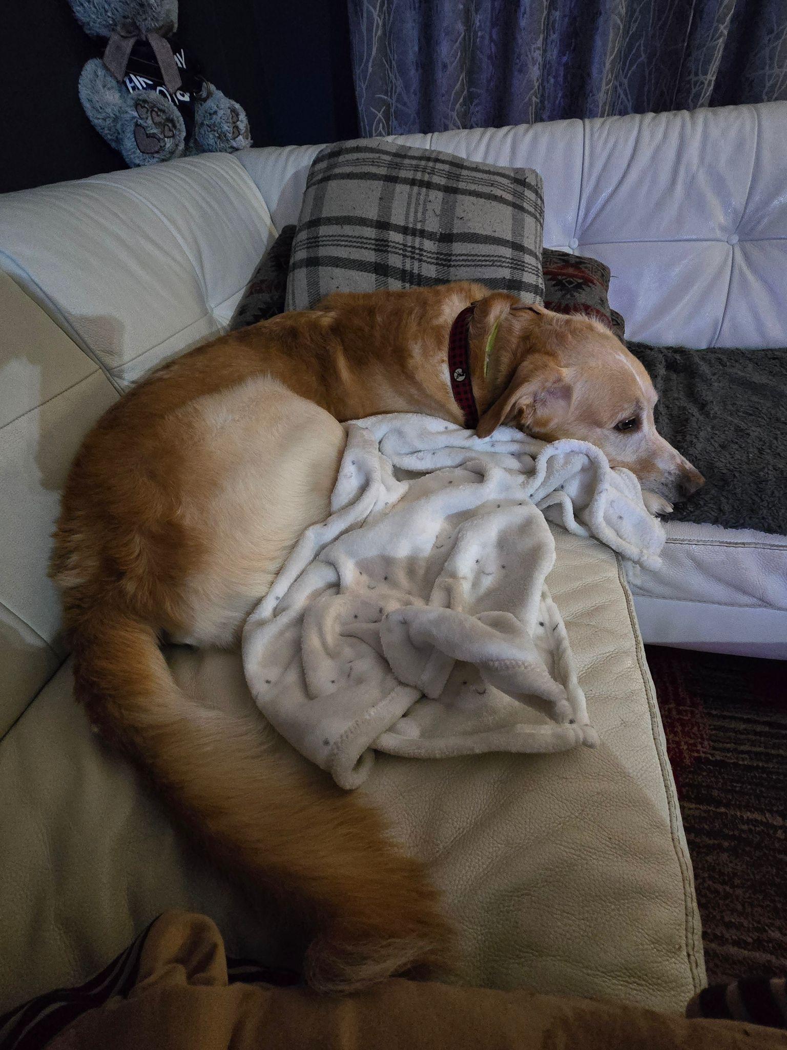Enlarge Frosty, an adoptable Labrador Retriever in Oakville, ON image 3/6