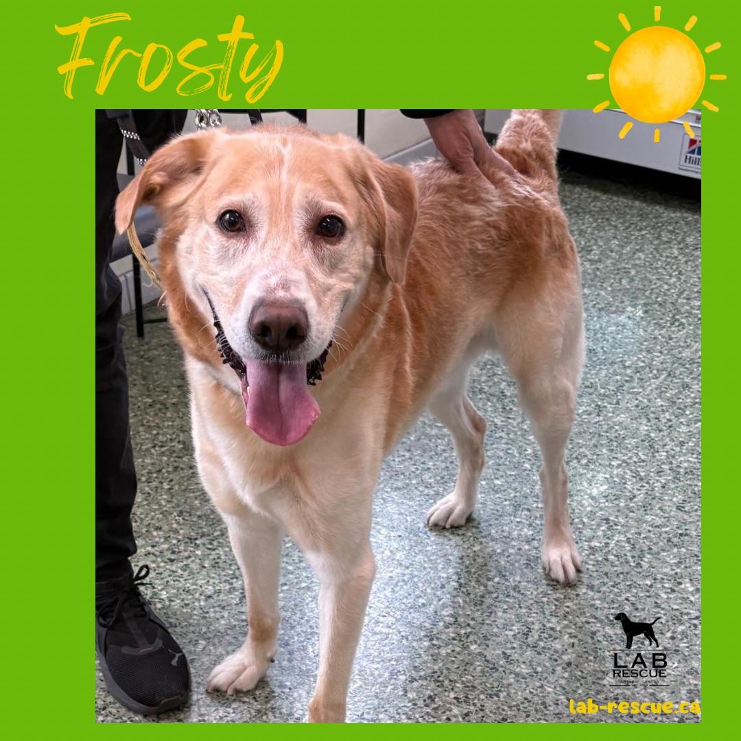 Enlarge Frosty, an adoptable Labrador Retriever in Oakville, ON image 1/6