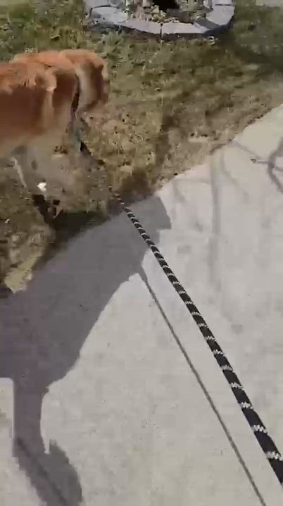 Enlarge Frosty, an adoptable Labrador Retriever in Oakville, ON video 4/6