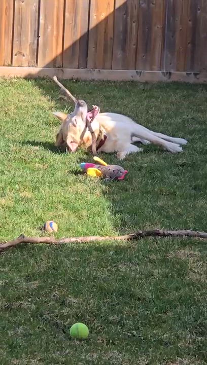 Enlarge Frosty, an adoptable Labrador Retriever in Oakville, ON video 2/6