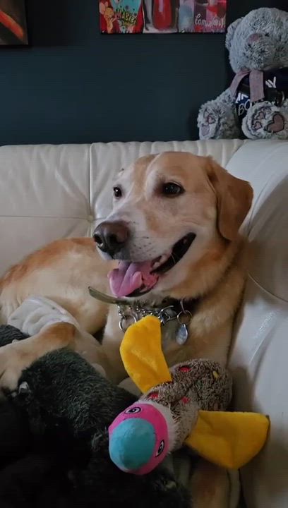 Enlarge Frosty, an adoptable Labrador Retriever in Oakville, ON video 5/6