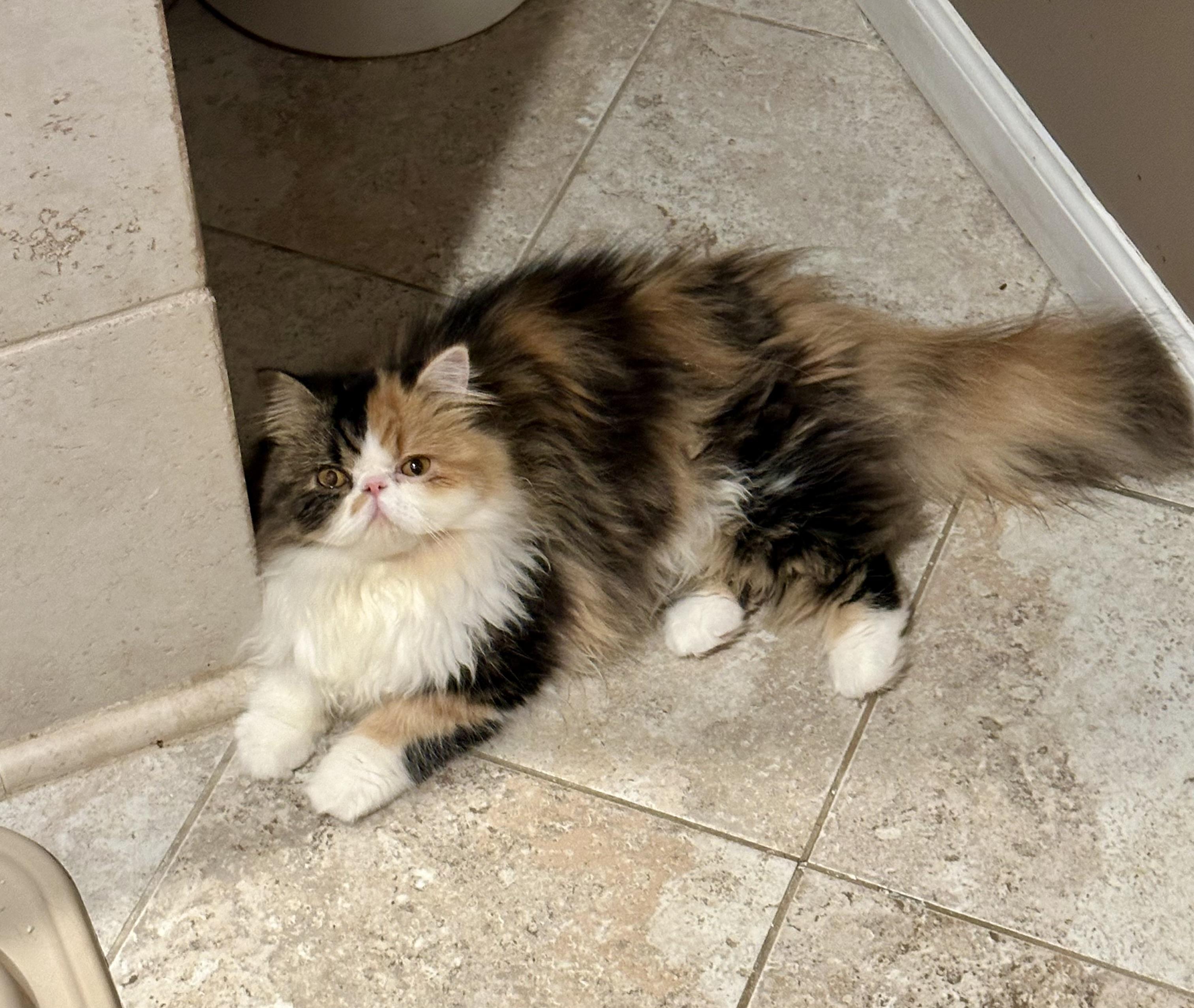 Bessa!!!!, a Adoptable Persian in Manalapan, NJ image 2/6