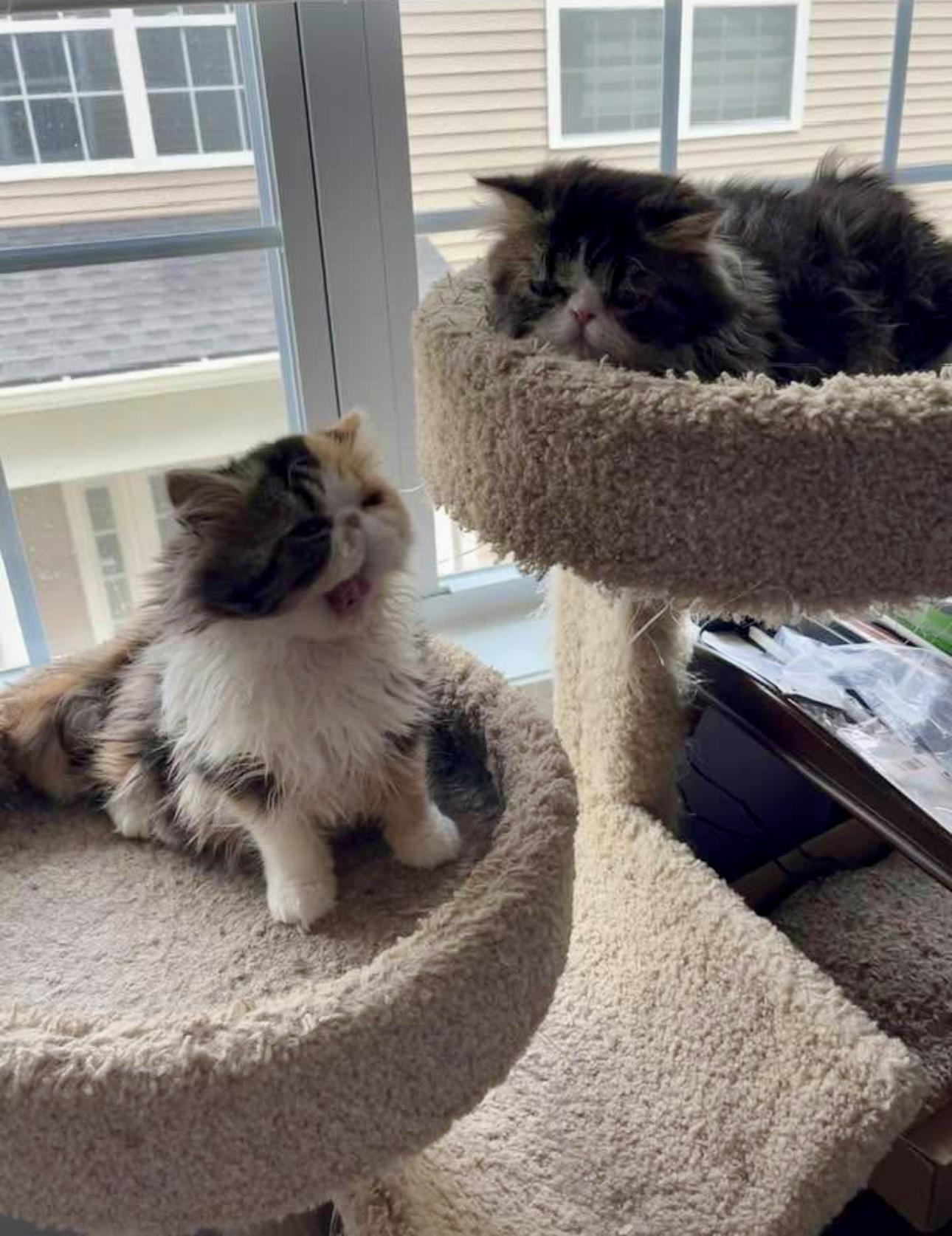 Bessa!!!!, a Adoptable Persian in Manalapan, NJ image 5/6