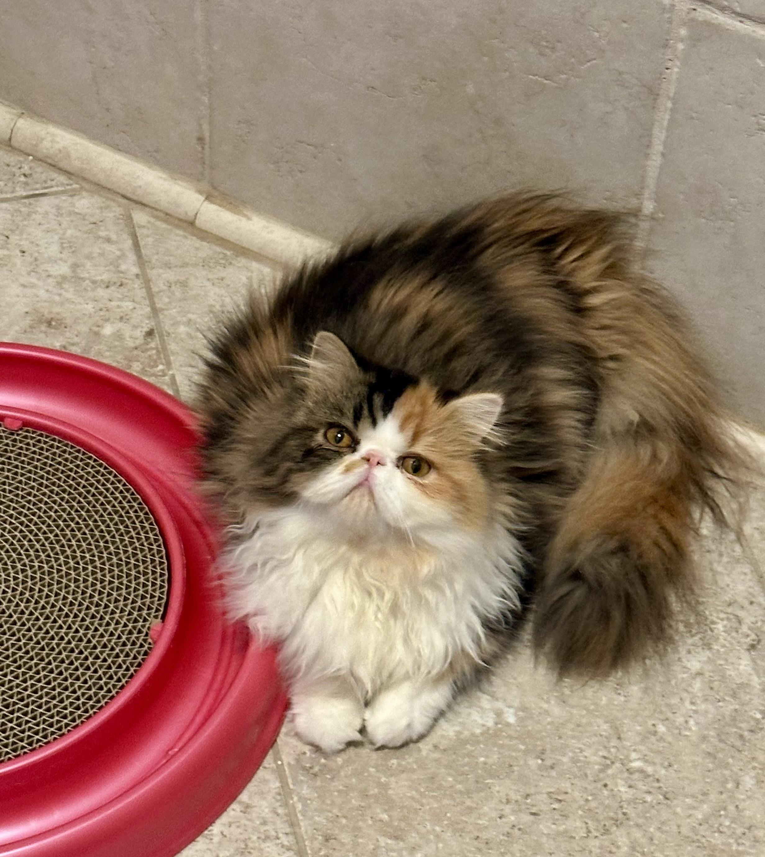 Bessa!!!!, a Adoptable Persian in Manalapan, NJ image 3/6