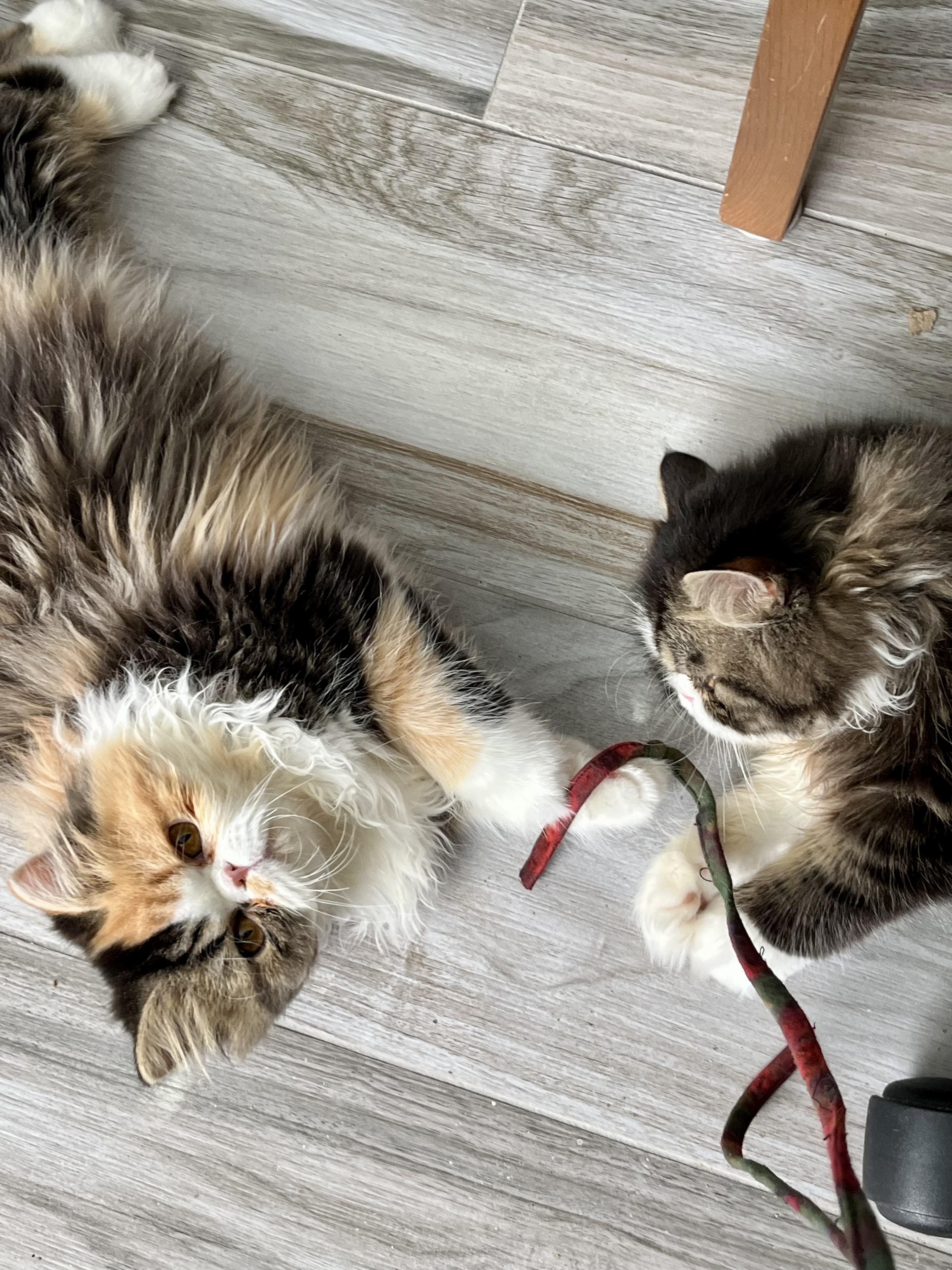 Bessa!!!!, a Adoptable Persian in Manalapan, NJ image 4/6