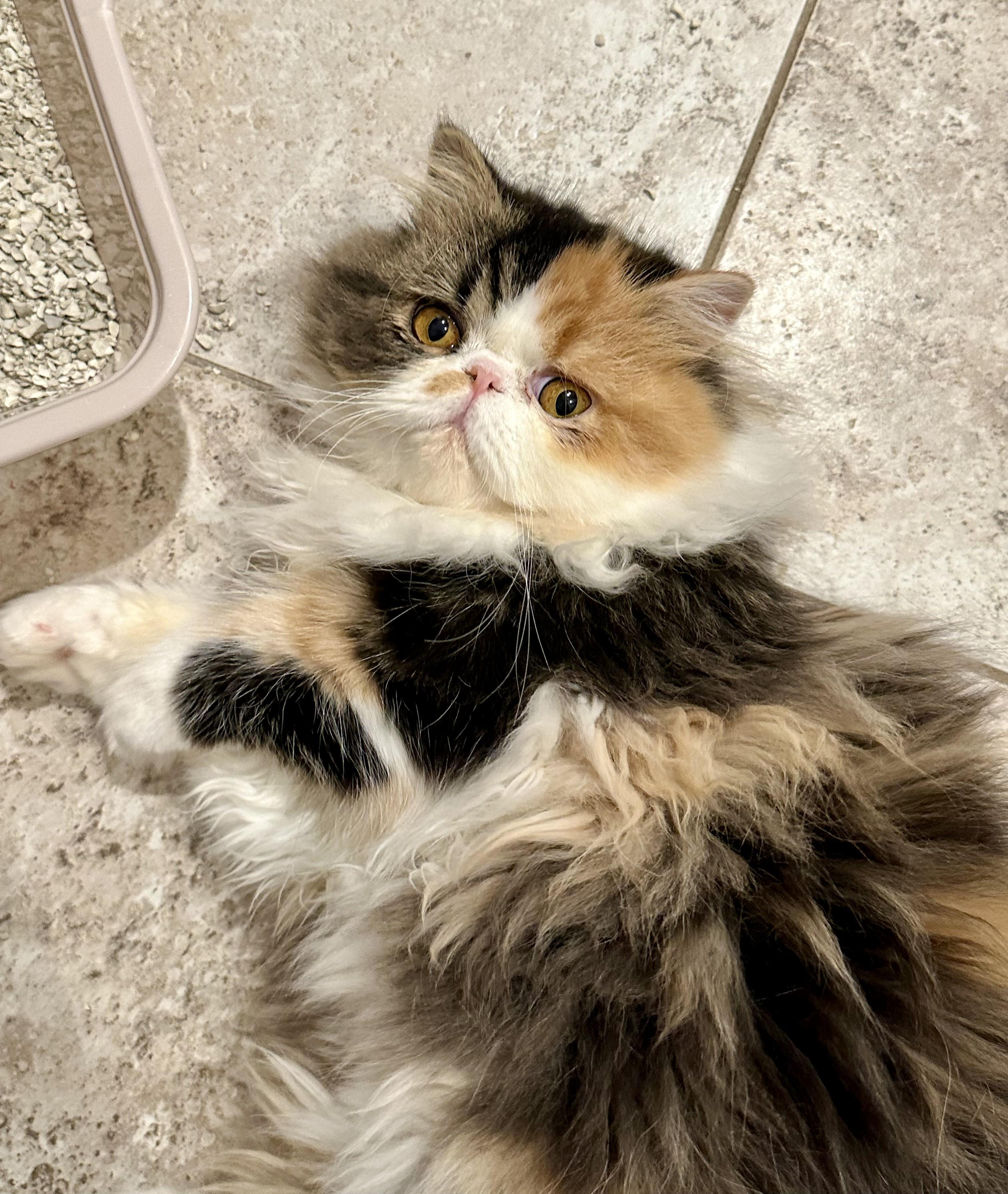 Bessa!!!!, a Adoptable Persian in Manalapan, NJ image 1/6