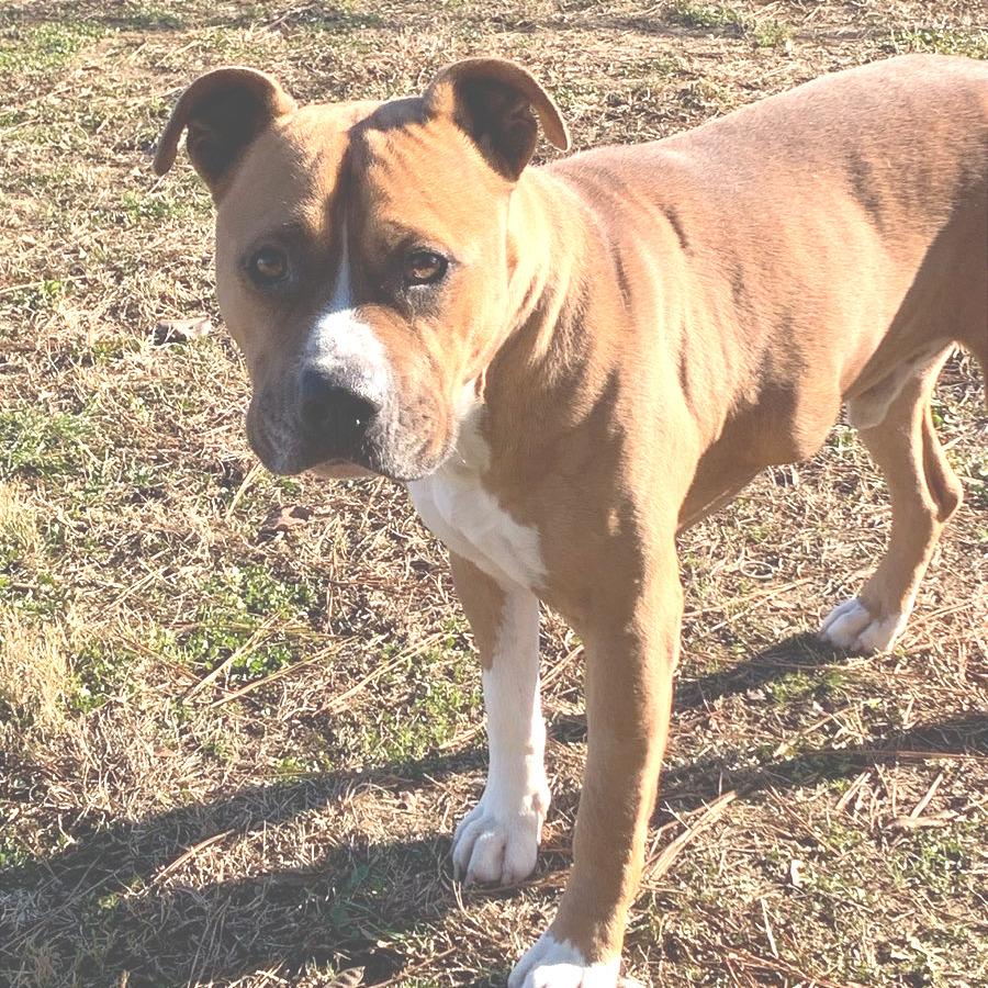 Enlarge Chase, a Adoptable Mixed Breed in Chattanooga, TN image 1/6