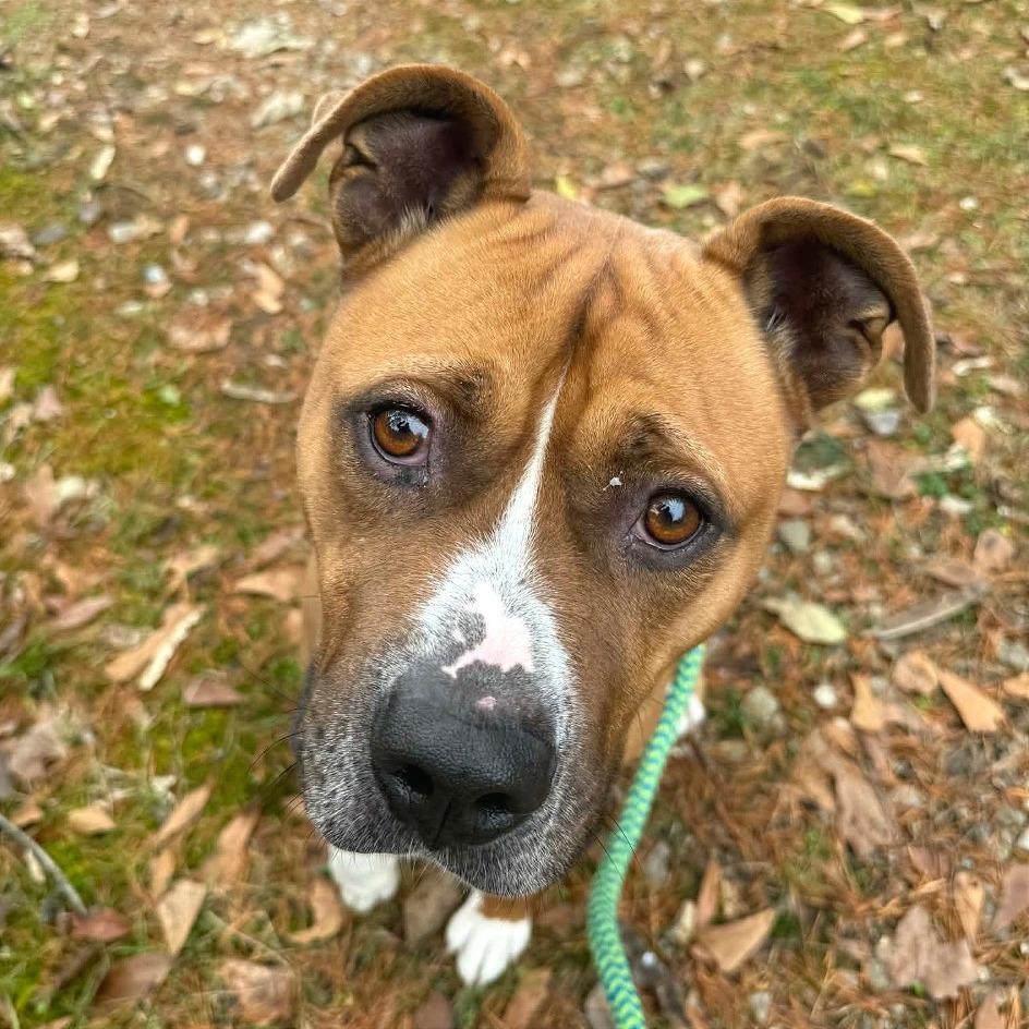 Enlarge Chase, a Adoptable Mixed Breed in Chattanooga, TN image 3/6