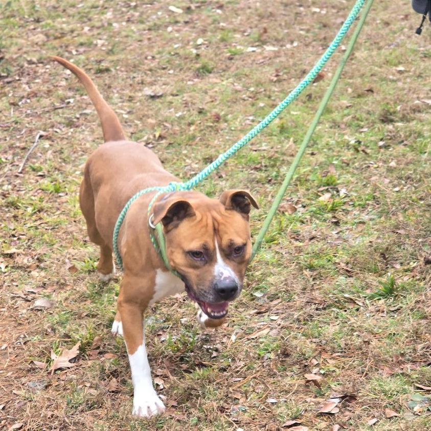 Enlarge Chase, a Adoptable Mixed Breed in Chattanooga, TN image 5/6