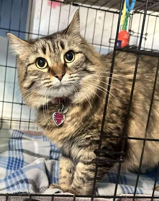 Enlarge Bridgette, a Adoptable mixed breed in Woodbridge, VA image 1/1