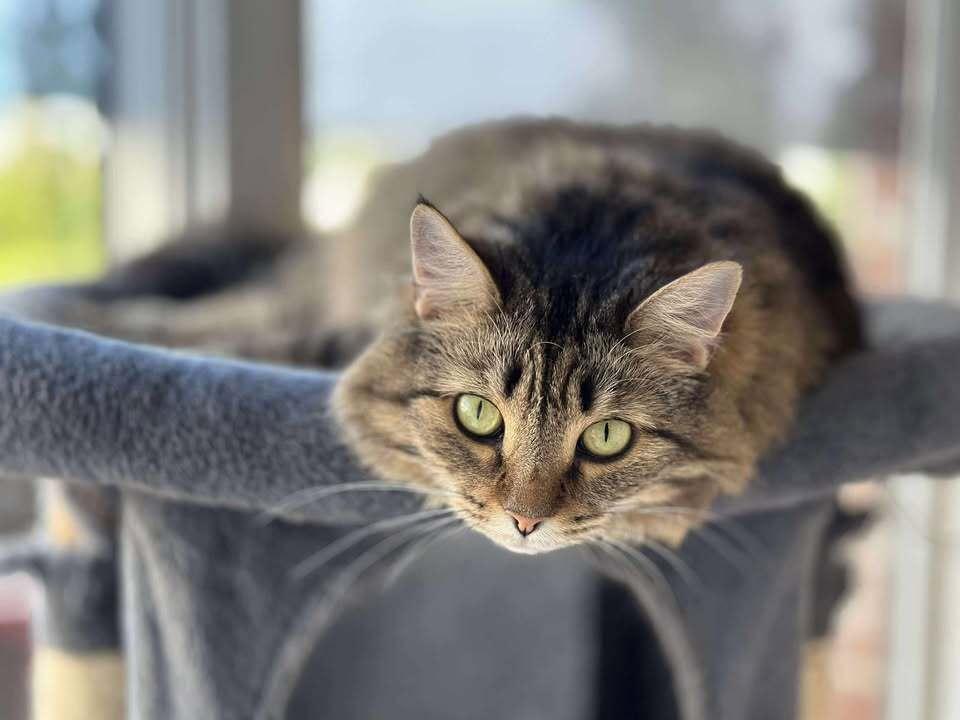 Enlarge Bridgette, a Adoptable mixed breed in Woodbridge, VA image 2/2