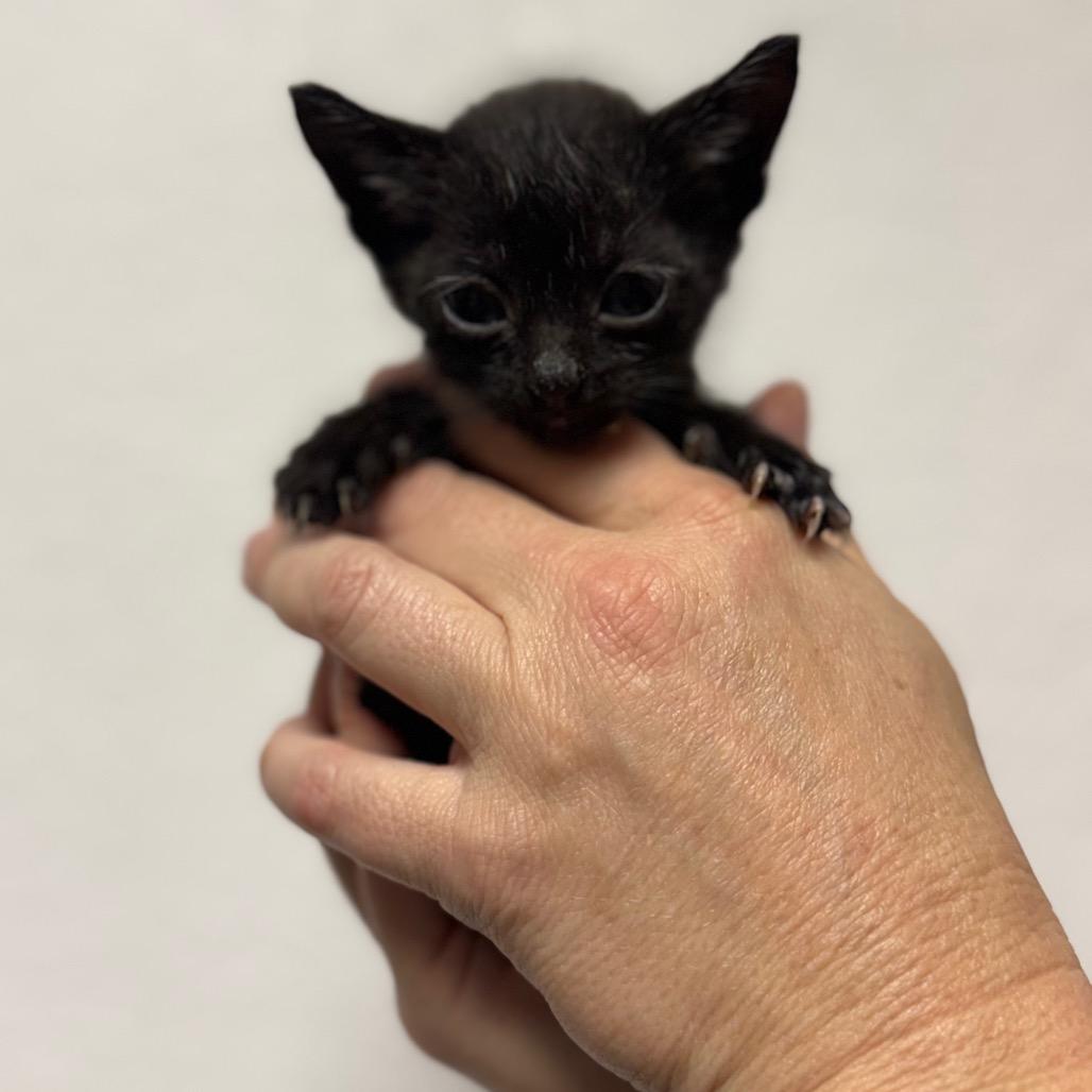 Aphrodite, Adoptable, Kitten Female Domestic Short Hair.