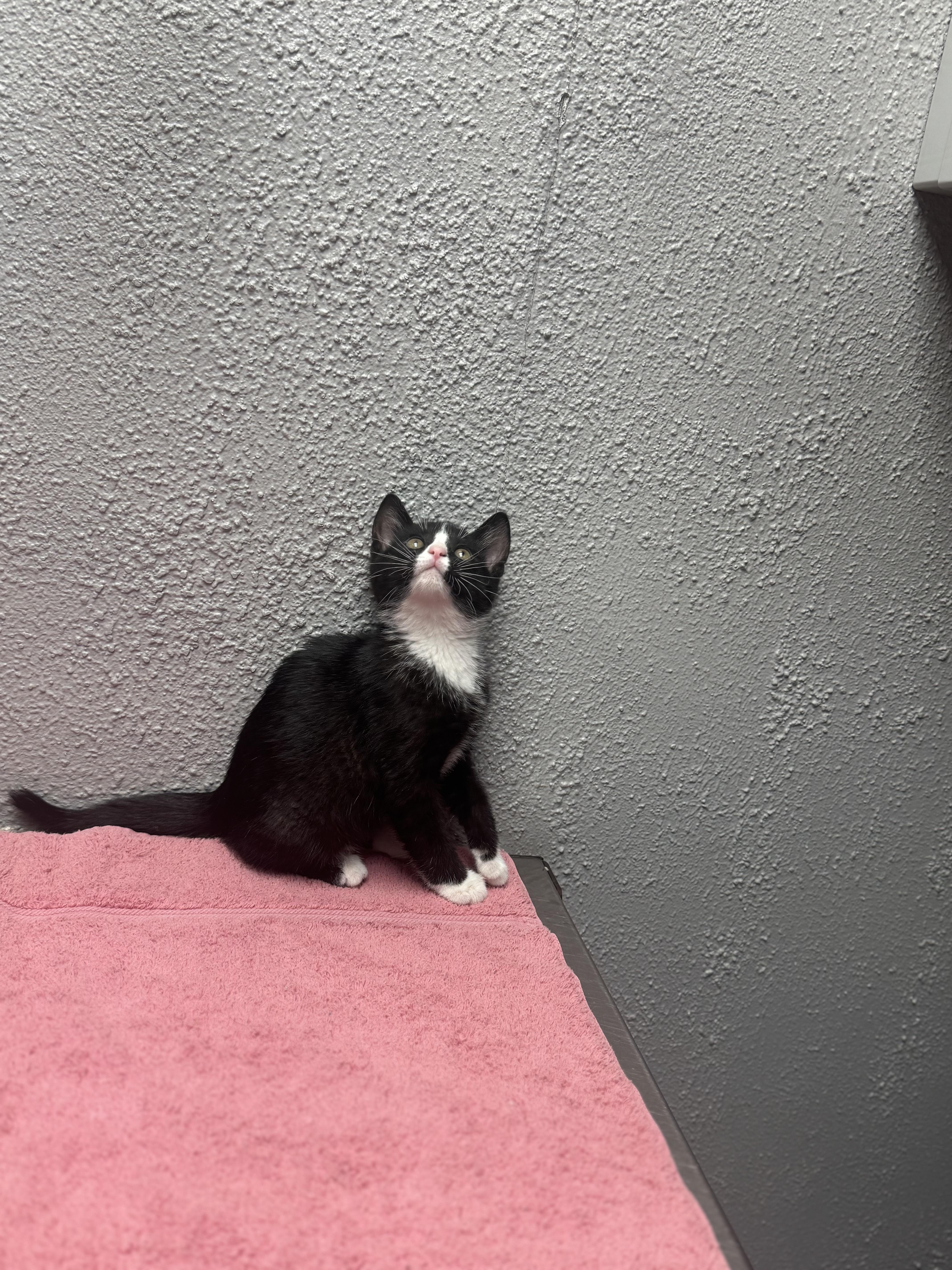Enlarge Jelly, an adopted Domestic Short Hair in Walker, MI image 6/6