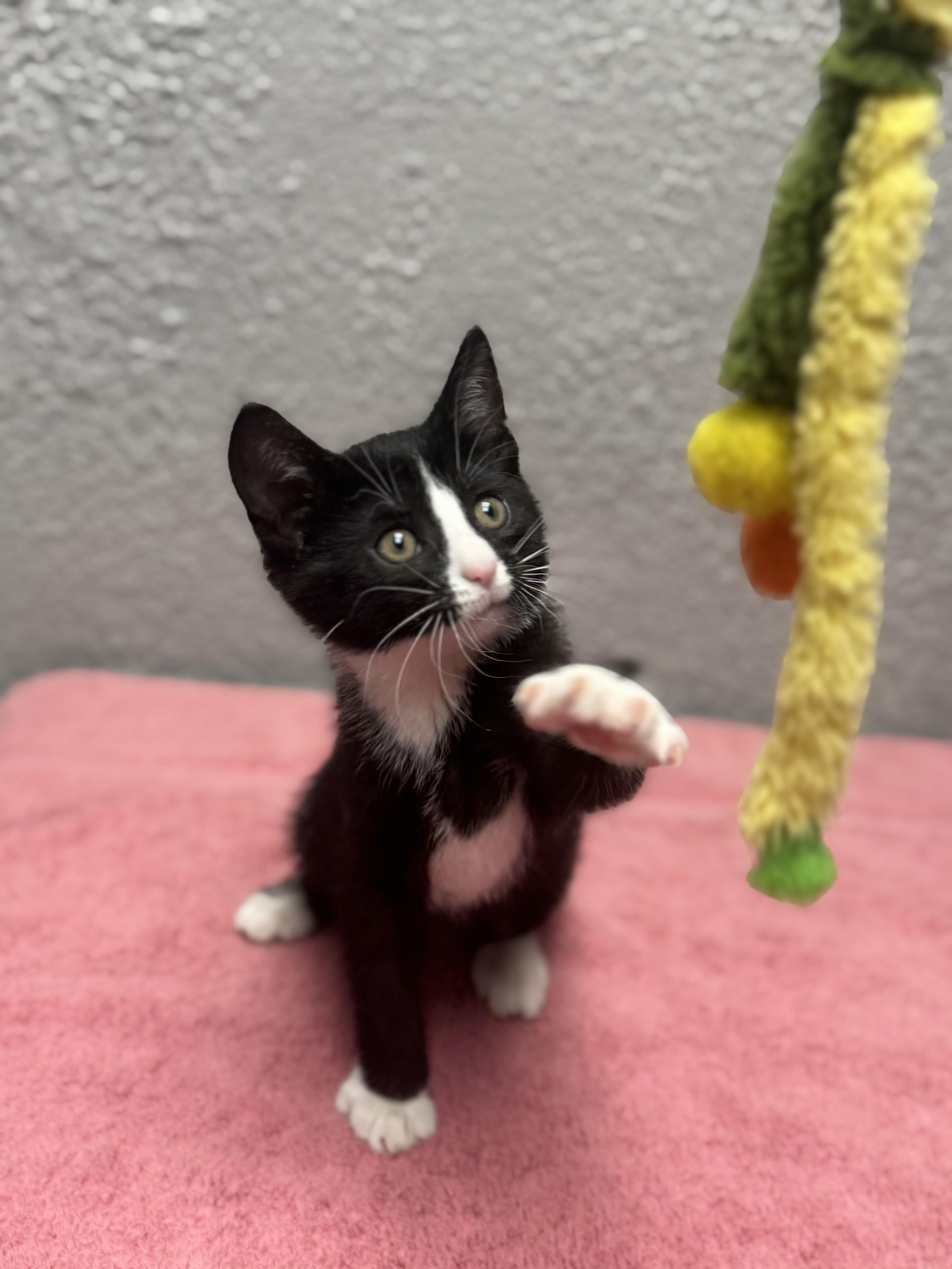 Enlarge Jelly, an adopted Domestic Short Hair in Walker, MI image 3/6