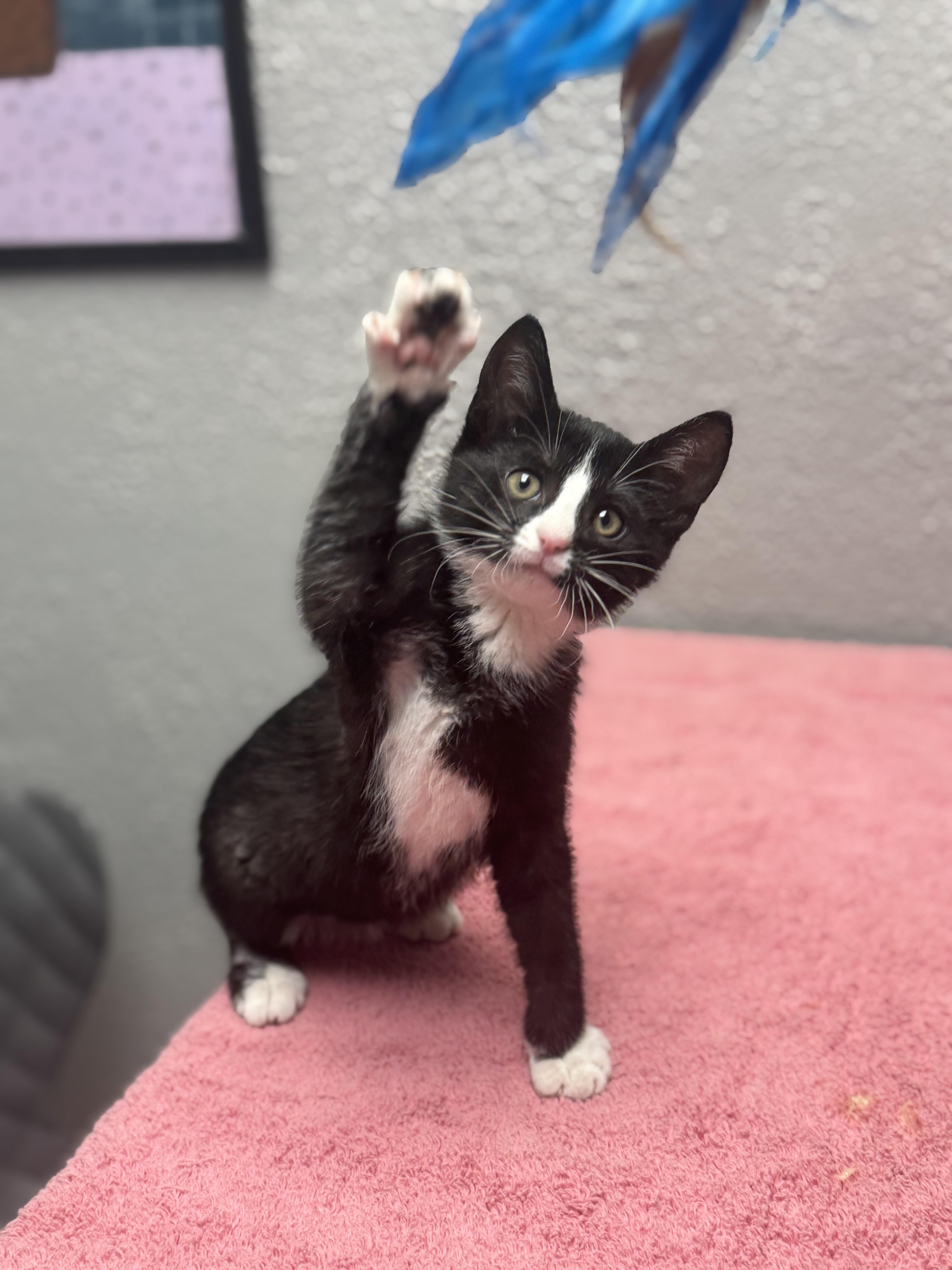 Enlarge Jelly, an adopted Domestic Short Hair in Walker, MI image 4/6