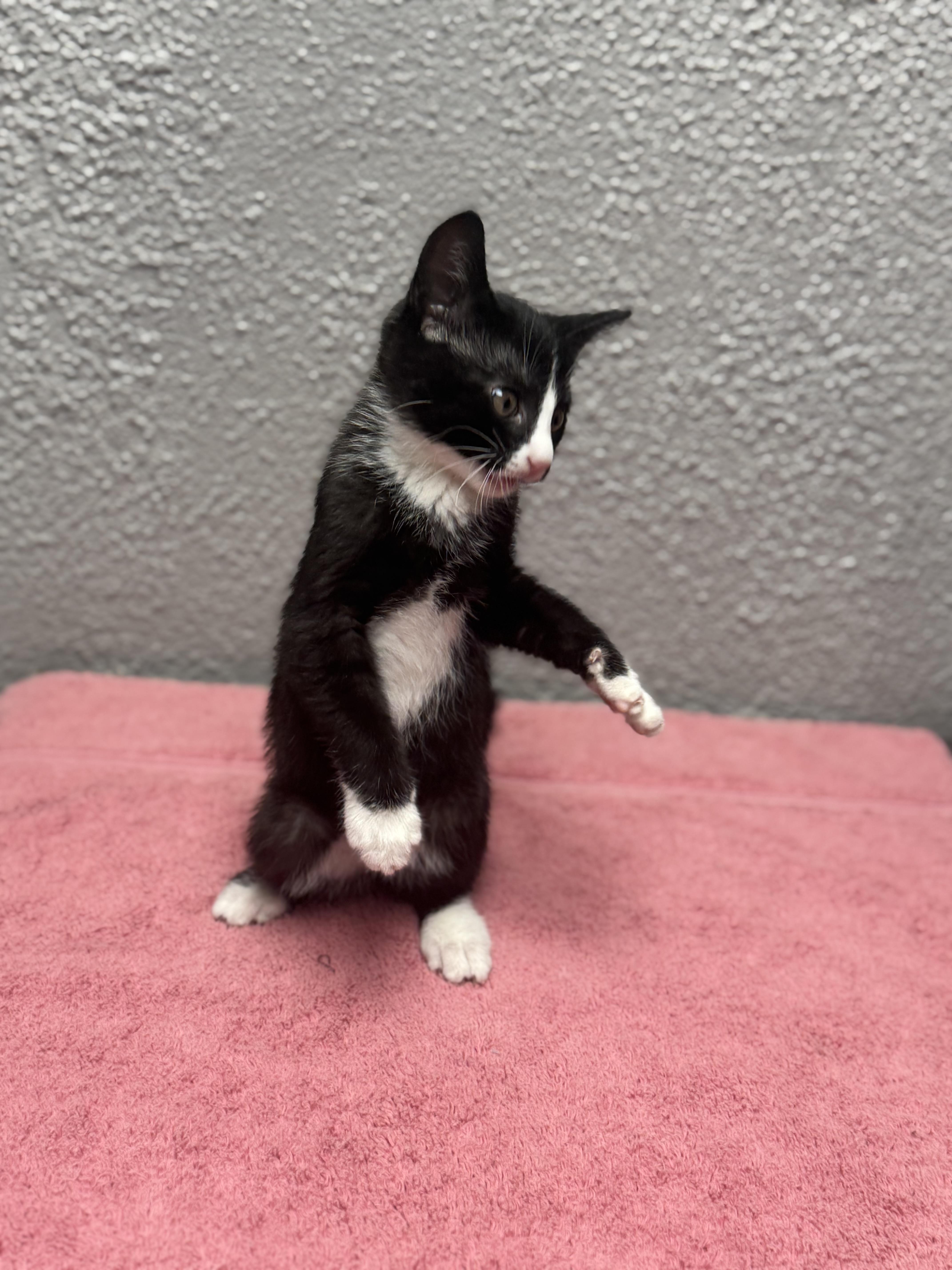 Enlarge Jelly, an adopted Domestic Short Hair in Walker, MI image 2/6