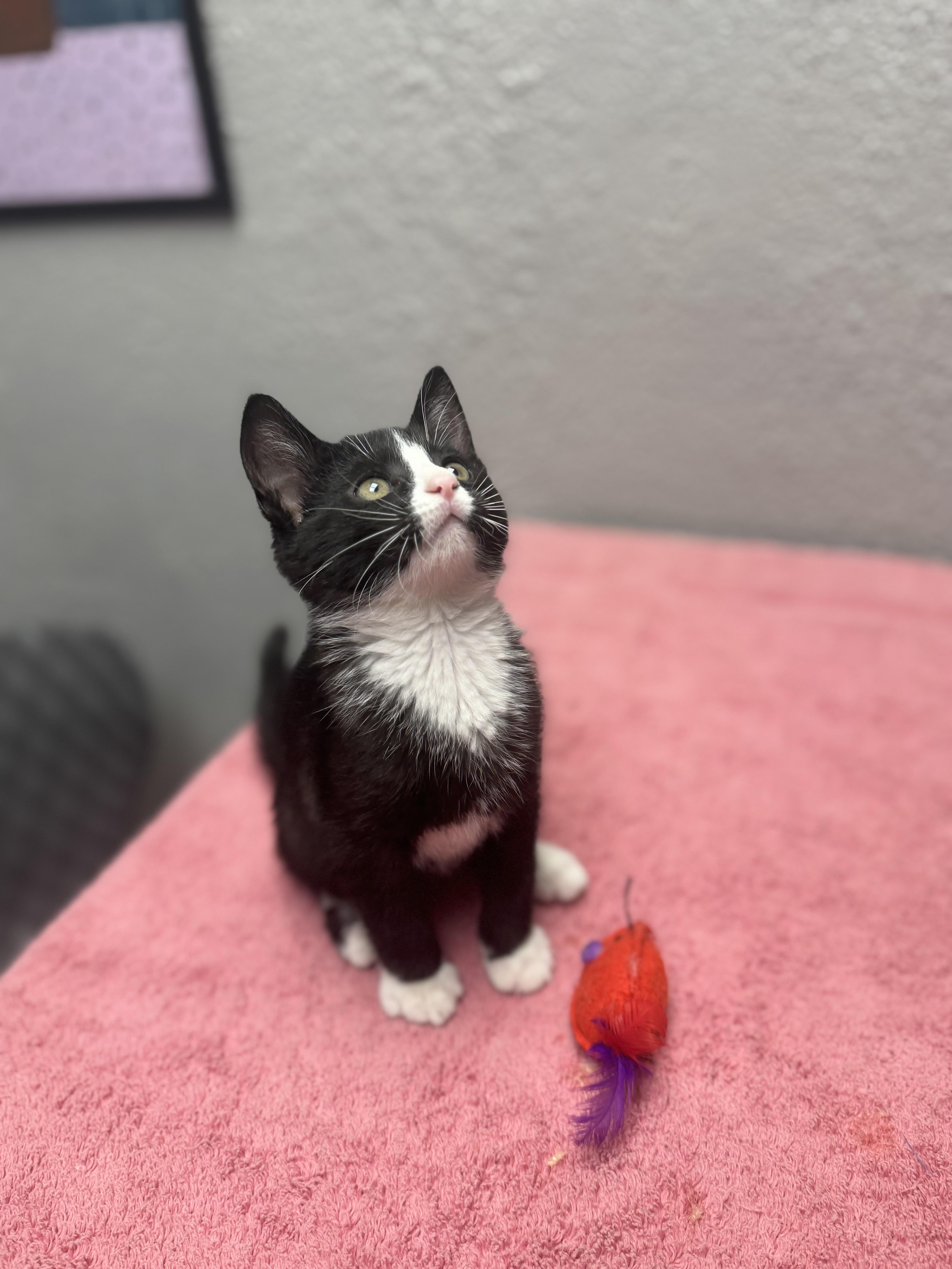 Enlarge Jelly, an adopted Domestic Short Hair in Walker, MI image 5/6