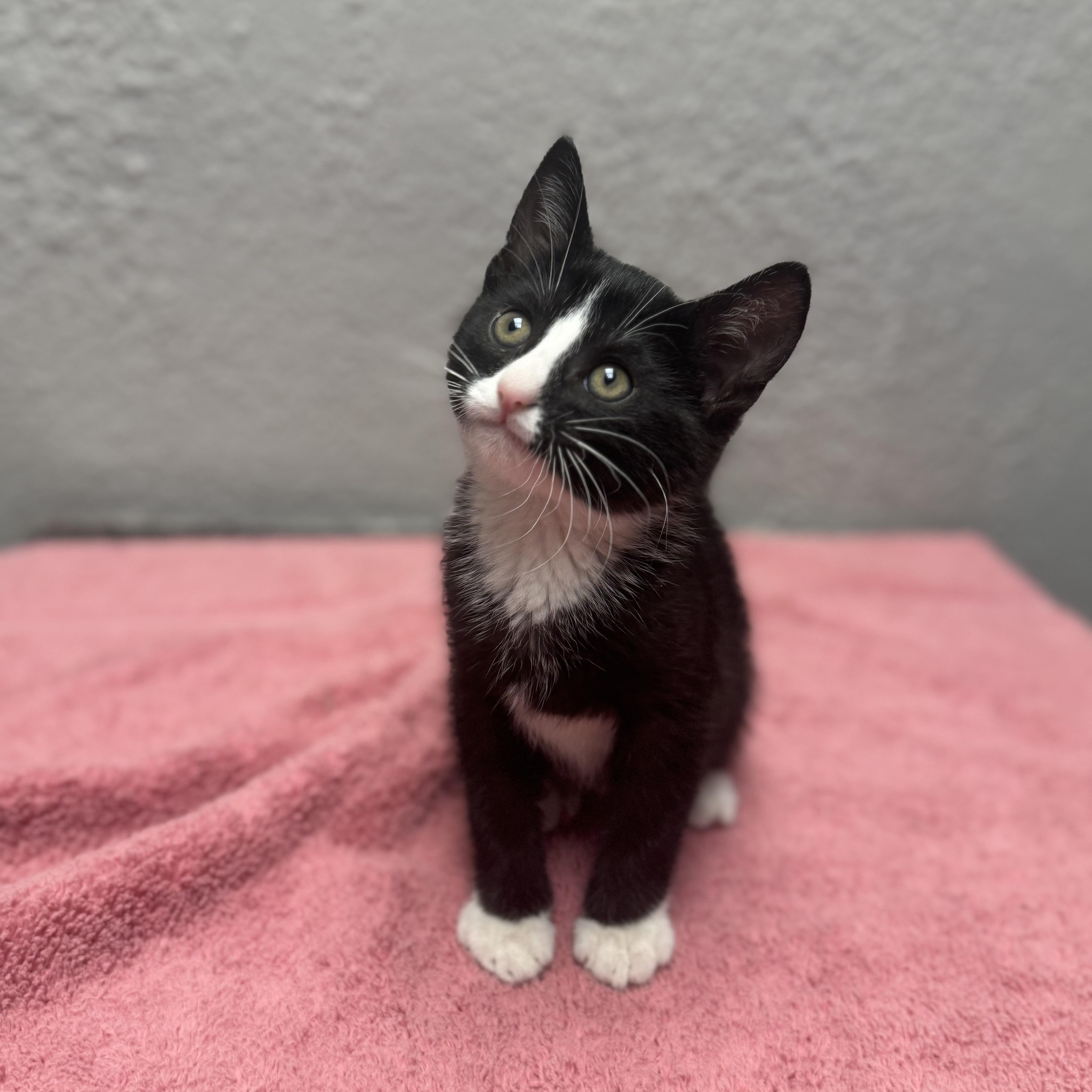 Jelly, adopted, Kitten Male Domestic Short Hair.