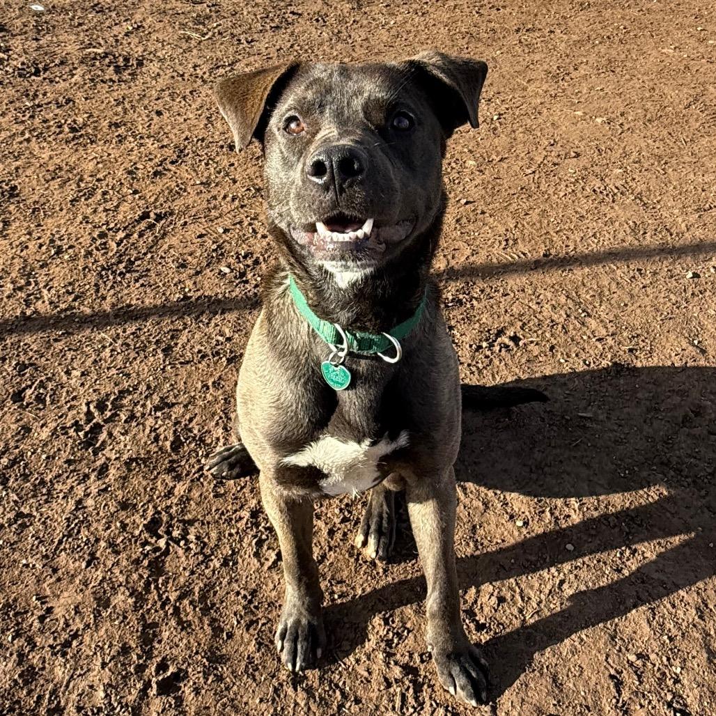King Moonracer, Adoptable, Young Male Labrador Retriever & Pit Bull Terrier.