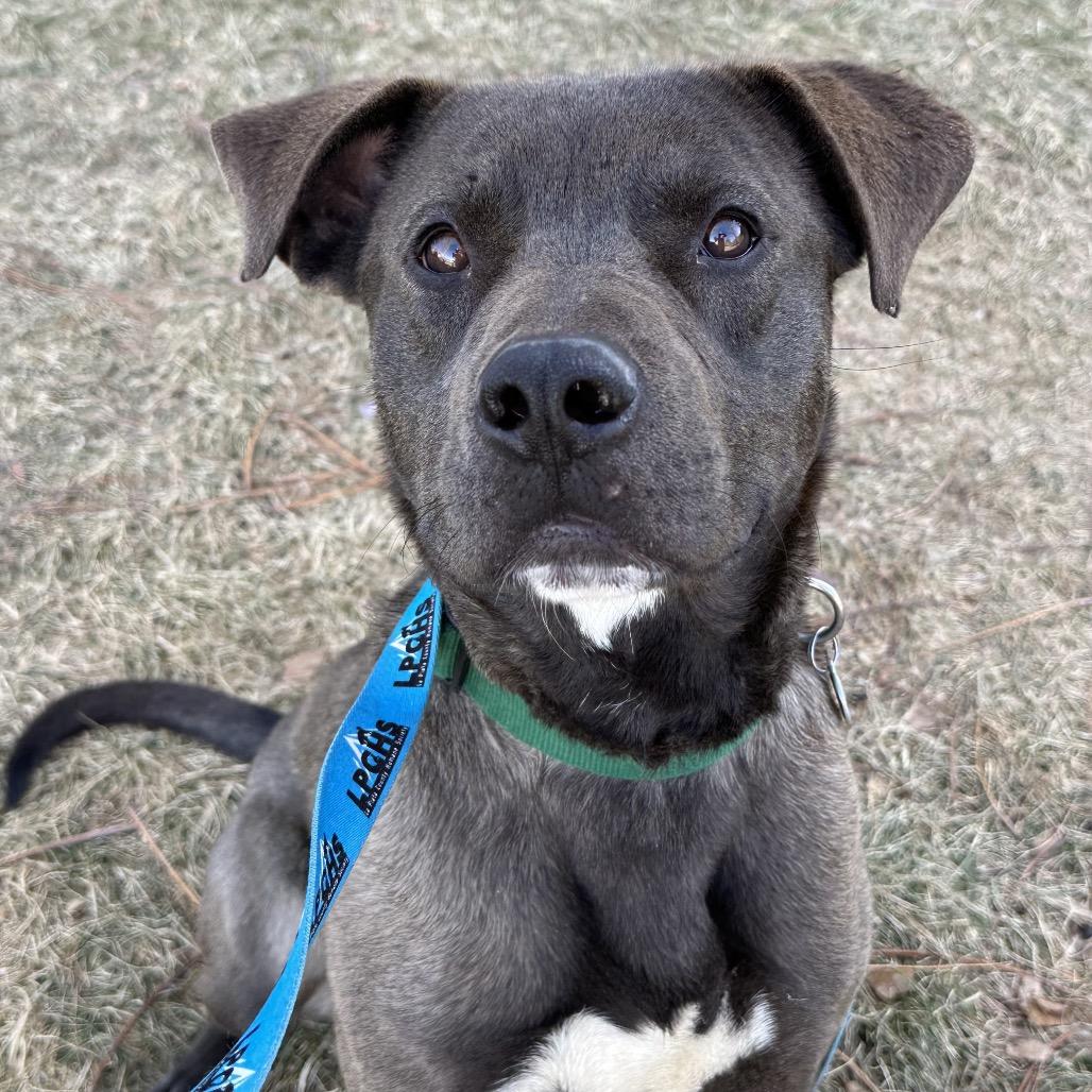 Enlarge King Moonracer, a Adoptable mixed breed in Durango, CO image 3/4