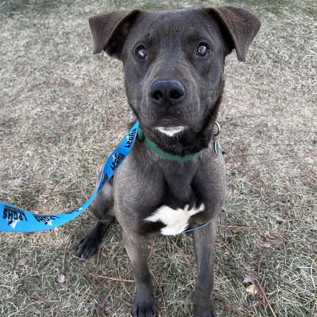 Enlarge King Moonracer, a Adoptable mixed breed in Durango, CO image 4/4