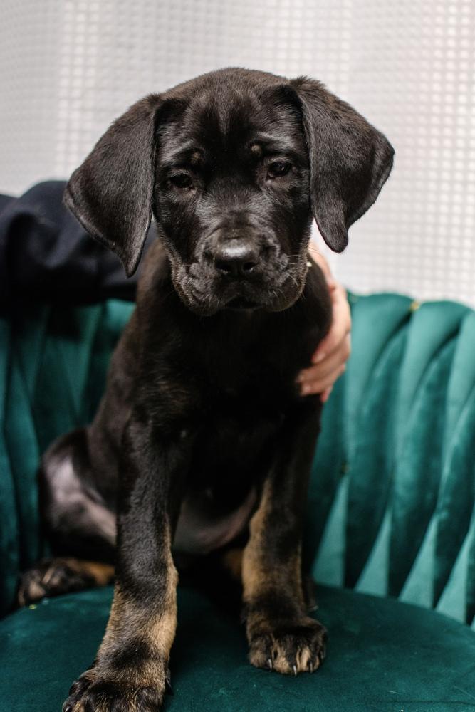 Savannah, Adoptable, Puppy Female Rottweiler & Labrador Retriever.