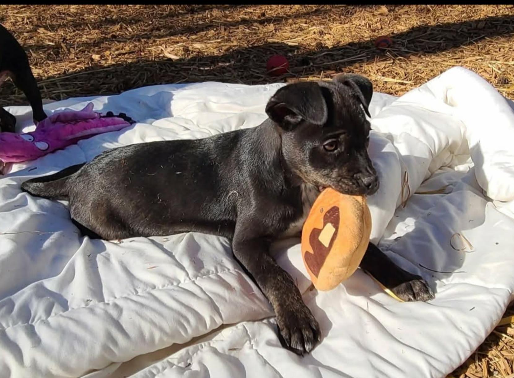 Enlarge Mikey ( Orlando Fl), a Adoptable mixed breed in Orlando, FL image 3/5