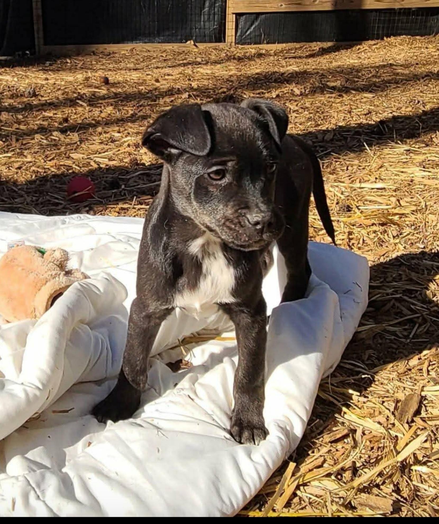 Enlarge Mikey ( Orlando Fl), a Adoptable mixed breed in Orlando, FL image 1/5