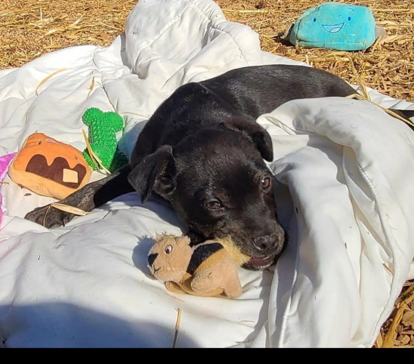 Enlarge Mikey ( Orlando Fl), a Adoptable mixed breed in Orlando, FL image 2/5