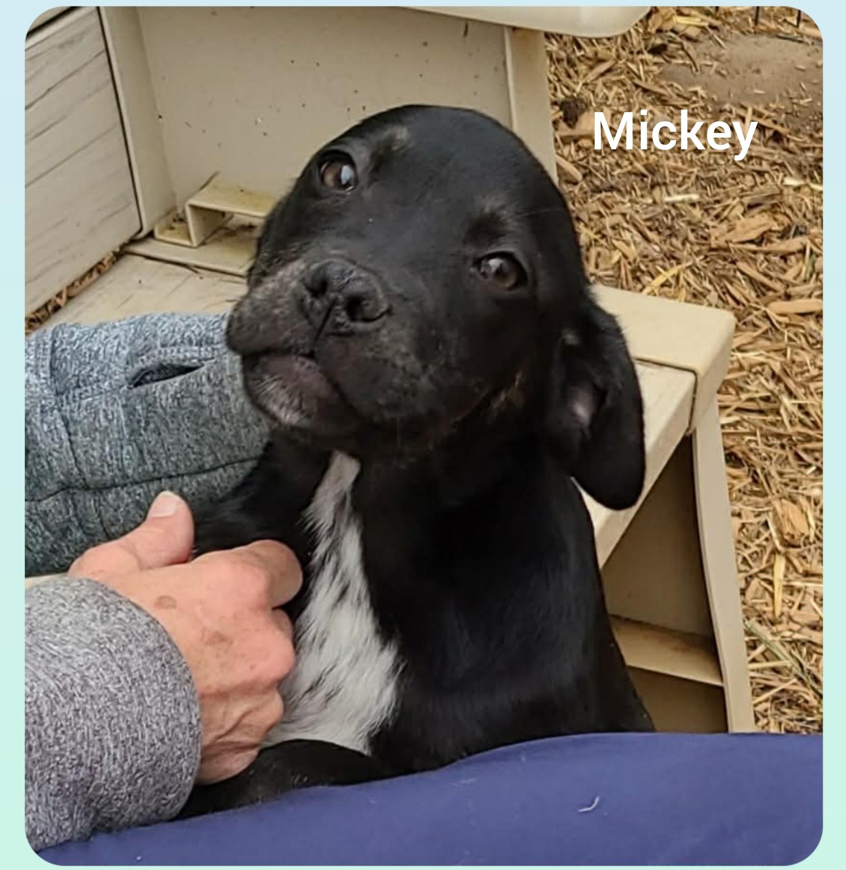 Enlarge Mikey ( Orlando Fl), a Adoptable mixed breed in Orlando, FL image 4/5
